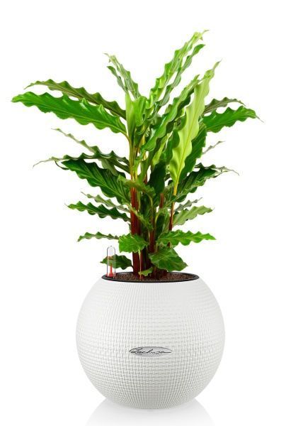 Калатея Руфибарба 12/50 см в PURO 20