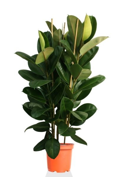 Фикус Эластика Робуста 3 ствола 35/160 см