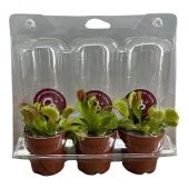 Венерина мухоловка Дионея d5.5 см h18 см тип 2