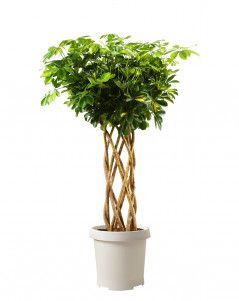 Шеффлера Голд Капелла цилиндр 27/120 см