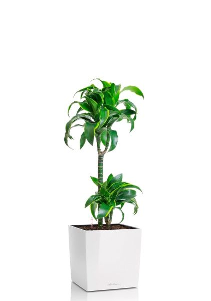 Драцена Дорадо 2 ствола 19/100 см в CUBE 30 Драцена Дорадо 2 ствола 19/100 см в CUBE 30