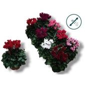 Цикламен Compact Mix Eurodan d10.5 см h22.5 см