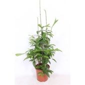 Драцена Суркулоза d21 см h80 см