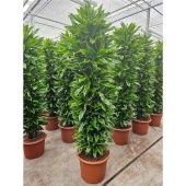 Драцена Голден Кост бранч разветвленная d50 см h240 см