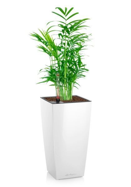 Хамедорея 9/30 в MAXI CUBI Хамедорея 9/30 в MAXI CUBI