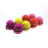 Эхинокактус Rainbow Mix d12 см h15 см