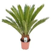 Цикас Революта 14+ листьев d19 см h70 см тип 1