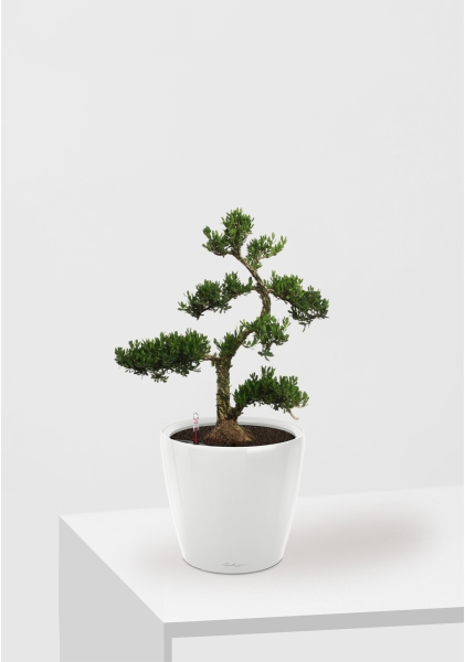 Бонсай Самшит 22/50 см в CLASSICO LS 28