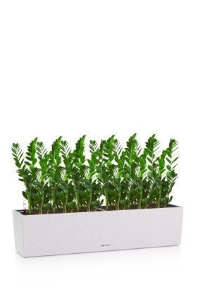 Замиокулькас в BALCONERA STONE 80, песочный белый