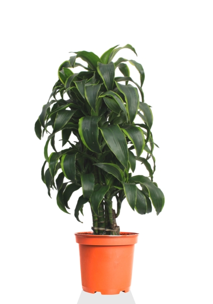 Драцена Дорадо бранч 24/90 см