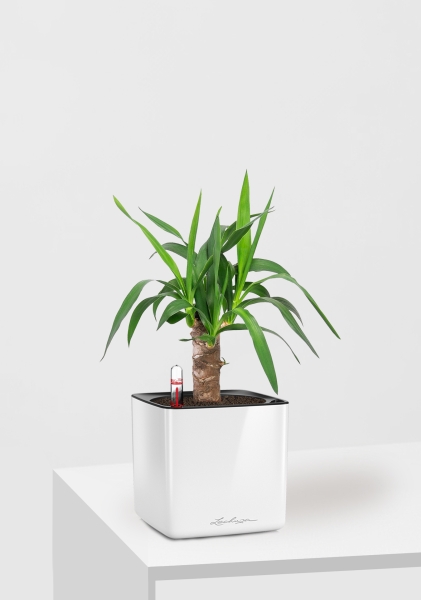 Юкка 1 ствол 12/55 см в CUBE GLOSSY 14