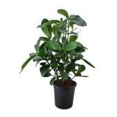 Клузия Тюб d31 см h115 см