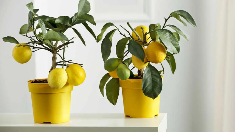 Дерево лимона купить: ароматное украшение для дома и офиса