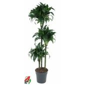 Драцена Татуада 3 ствола d24 см h130 см
