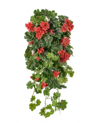 Герань красная ампельная