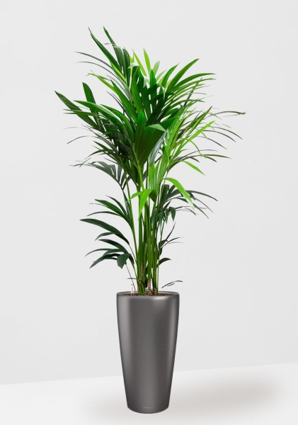 Ховея Кентия 27/160 см в RONDO 32