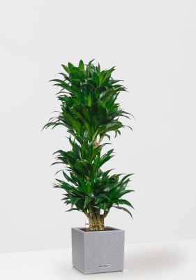 Драцена Компакта бранч 34/150 см в CANTO STONE LOW 40 Драцена Компакта бранч 34/150 см в CANTO STONE LOW 40