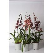 Орхидея Камбрия микс 2 ствола d17 см h75 см