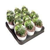 Пеперомия Dolabriformis Potcover d6.5 см h8 см