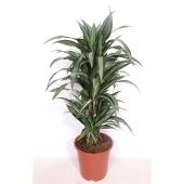 Драцена Улисес d27 см h120 см