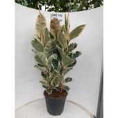 Фикус Эластика Тинеке 3 ствола d35 см h150 см