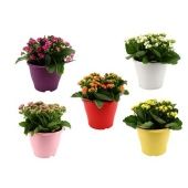 Каланхоэ Blossfeldiana микс d19 см h30 см