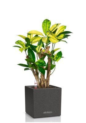 Кротон Миссис Айстон в CANTO STONE 14, серый камень