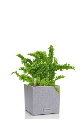 Папоротник Нефролепис Возвышенный в CANTO STONE 14, серый камень Папоротник Нефролепис Возвышенный в CANTO STONE 14, серый камень