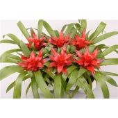 Гузмания Блиц d9 см h20 см Гузмания Блиц d9 см h20 см