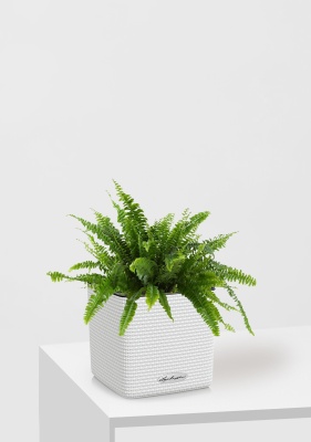 Нефролепис в CUBE COLOR 14, белый