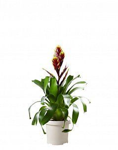 Вриезия Карли бордовая 12/40 см