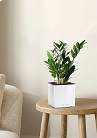 Замиокулькас 12/45 см в LAMELA MAGNOLIA fi 135 Замиокулькас 12/45 см в LAMELA MAGNOLIA fi 135