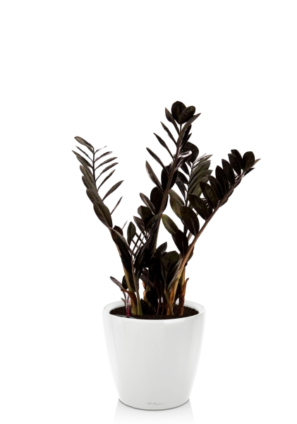 Замиокулькас Равен 17/70 см в CLASSICO LS 21 Замиокулькас Равен 17/70 см в CLASSICO LS 21