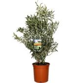 Олива европейская d27 см h110 см