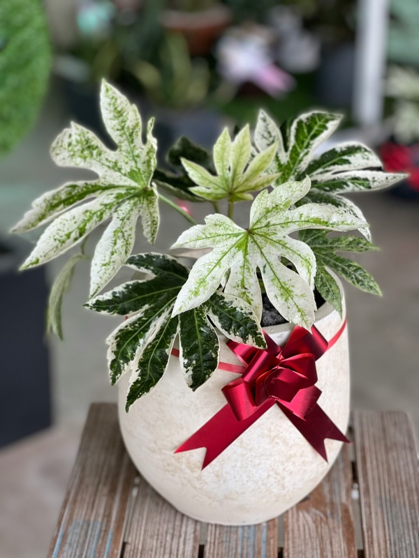 Новогодние растения: что подарить к празднику, кроме пуансеттии?