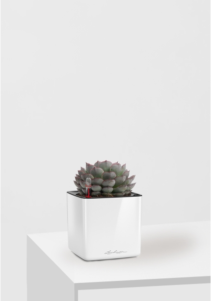 Эхеверия микс 10 см в CUBE GLOSSY 14