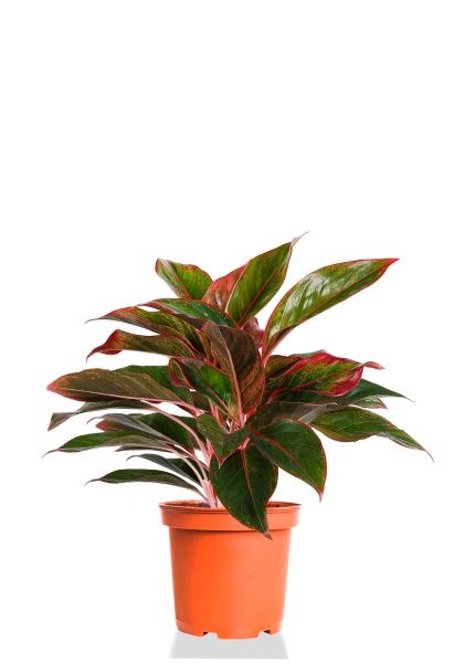 Аглаонема Крит 14/30 см