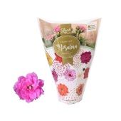 Каланхоэ Rosalina Don Nando Pink d12 см h27.5 см Каланхоэ Rosalina Don Nando Pink d12 см h27.5 см