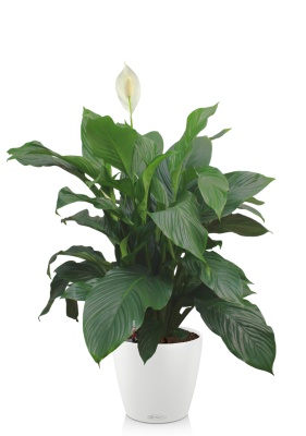 Спатифиллум Свит 24/100 см в CLASSICO COLOR 28