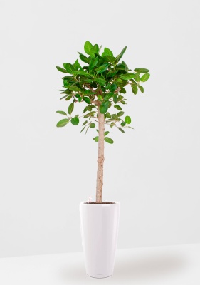 Фикус Бенгальский Одри на штамбе 24/110 см в RONDO 32