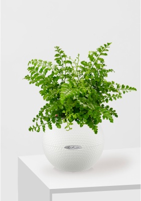 Папоротник Парвати 12/25 см в PURO 20, белый Папоротник Парвати 12/25 см в PURO 20, белый