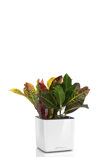 Кротон Петра 12/30 см в CUBE GLOSSY 14 Кротон Петра 12/30 см в CUBE GLOSSY 14