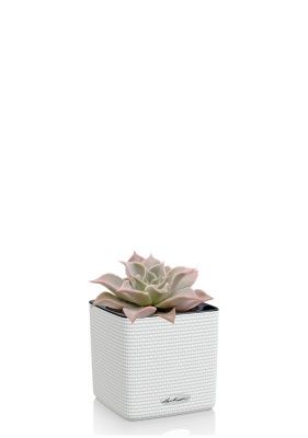 Эхеверия Мадиба 12/16 см в CUBE COLOR 14, белый