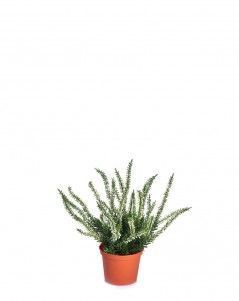 Эрика (вереск) куст белый