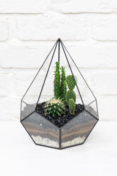 Флорариум-капля с мини-кактусами