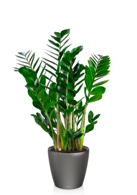 Замиокулькас 24/90 см в CLASSICO LS 28, антрацитовый металлик Замиокулькас 24/90 см в CLASSICO LS 28, антрацитовый металлик