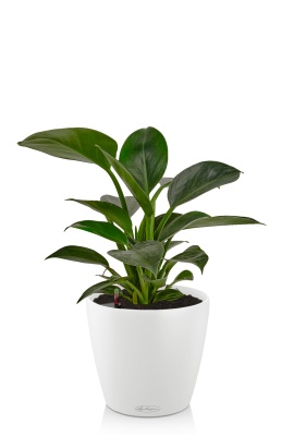 Филодендрон Грин Принцесс 14/45 см в CLASSICO 18, белый