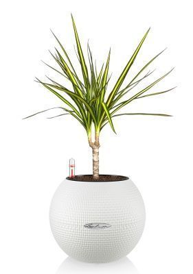 Драцена Маргината Санрей 12/40 см в PURO 20, белый