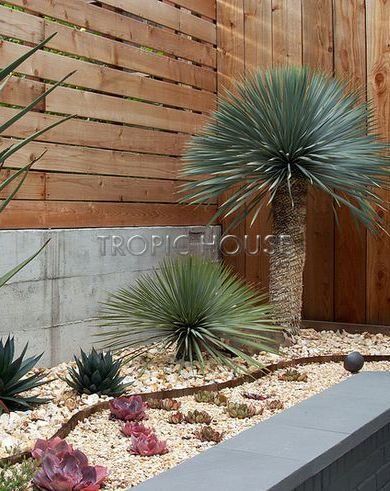 Юкка Рострата 50/130 см