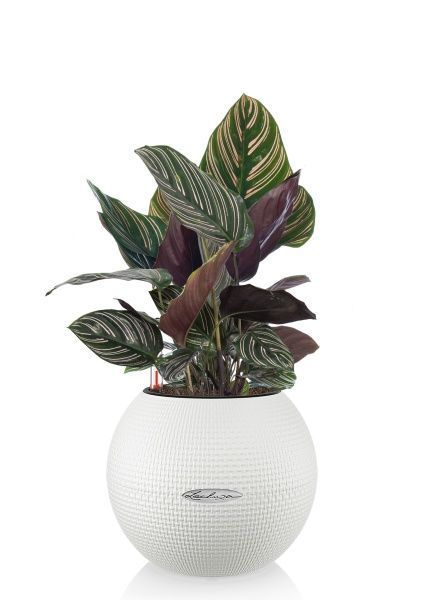 Калатея Сандериана в PURO 20